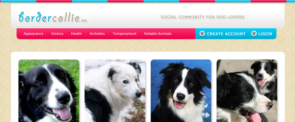 Border Collie ME