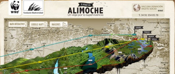 alimoche