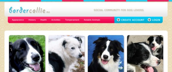 Border Collie ME